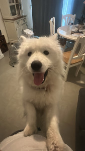 Photo de galerie - Je passe des après midi avec ce gros toutou adorable pour lui tenir compagnie et le balader Merci de votre confiance !