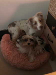 Photo de galerie - Leila et Upsie dans le même lit 