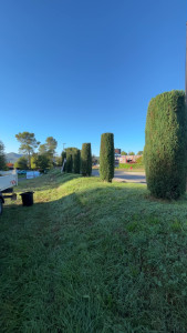 Photo de galerie - Taille de cyprès