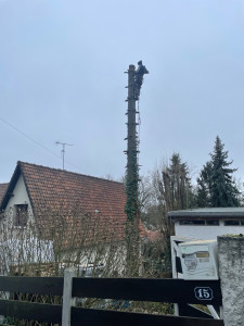 Photo de galerie - Elagage et coupe d'arbres
