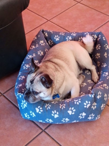 Photo de galerie - Lucky se repose après sa promenade 