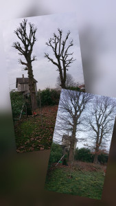 Photo de galerie - Elagage et coupe d'arbres