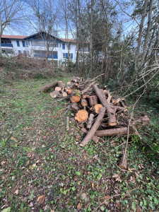 Photo de galerie - Elagage et coupe d'arbres