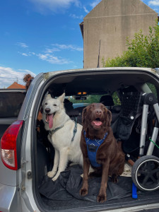 Photo de galerie - Garde chien