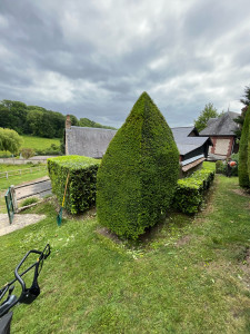 Photo de galerie - Taille d’arbustes en pyramide