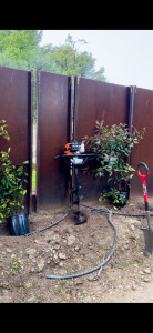 Photo de galerie - Ici, l’objectif a été de planter une haie de Photinia à l’extérieur d’une propriété pour pallier au vis-à-vis tout en faisant attention et pro soin du système d’arrosage, déjà présent