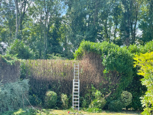 Photo de galerie - Taille de haie de laurier 