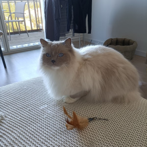 Photo de galerie - Garde chat