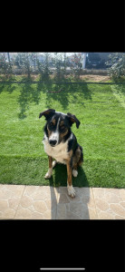 Photo de galerie - Garde chien