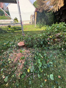Photo de galerie - élagage abattage arbre 