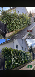 Photo de galerie - Taille d’une haie de laurier