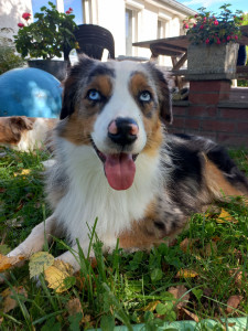 Photo de galerie - Garde chien