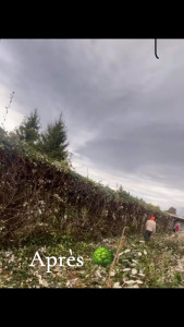 Photo de galerie - Taille de haies