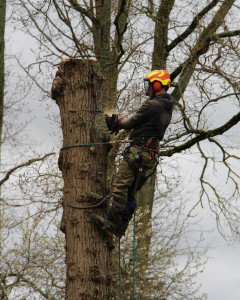 Photo de galerie - Elagage et coupe d'arbres