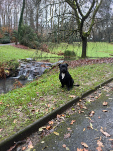 Photo de galerie - Promenades de votre compagnon 