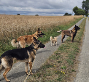 Photo de galerie - Garde chien