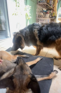Photo de galerie - Nala et Kiara 2 et 4 ans ♥️