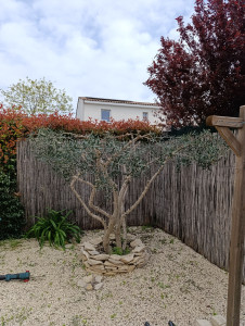 Photo de galerie - Taille d olivier