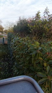 Photo de galerie - Taille d'une haie de photinia 
