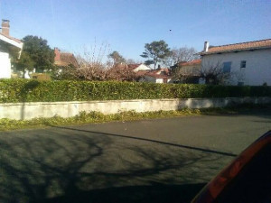 Photo de galerie - Taille de haies et d'arbustes