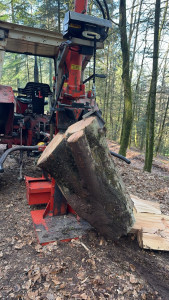 Photo de galerie - Elagage et coupe d'arbres