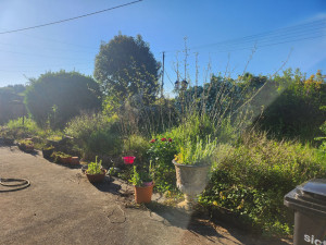 Photo de galerie - Taille de haies et d'arbustes