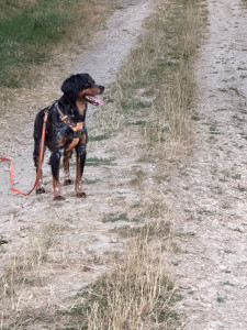 Photo de galerie - Balades dans les champs quand c’est possible 