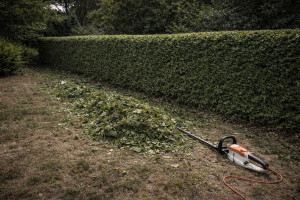 Photo de galerie - Illustration d’une taille de haie avec un résultat propre et soigné.