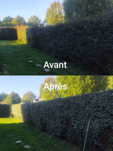 Photo de galerie - Taille de haie