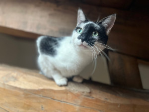 Photo de galerie - Oreo 