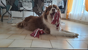 Photo de galerie - Garde chien