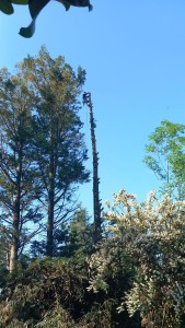 Photo de galerie - Abbatage d'un arbre de 30m