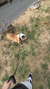 Photo de galerie - Garde de 2 semaines / Bulldog anglais 