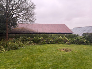 Photo de galerie - Elagage et coupe d'arbres