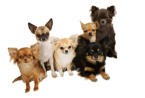 Photo de galerie - Quelques unes de nos fifilles chihuahuas