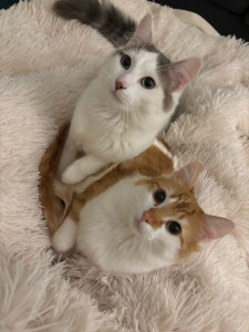Photo de galerie - Garde chat