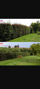 Photo de galerie - Taille eleagnus 