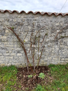 Photo de galerie - Taille d’un rosier grimpant 