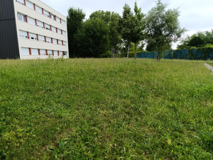 Photo de galerie - Tonte de pelouse - Débroussaillage