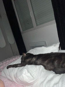 Photo de galerie - Je peut garder vos chats 