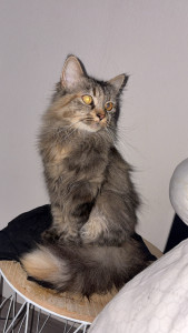 Photo de galerie - Nala 