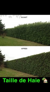 Photo de galerie - Taille de haies et d'arbustes