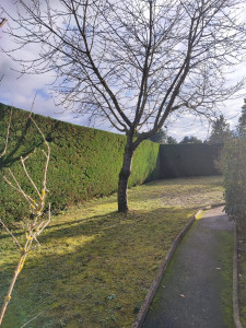 Photo de galerie - 
tonte taille de haie 