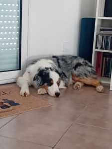 Photo de galerie - Voici notre toutou.