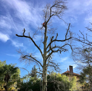 Photo de galerie - Elagage et coupe d'arbres