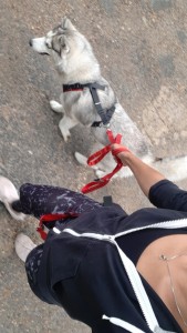 Photo de galerie - Jour de Promenade et sport avec Raven, jeune Husky âgée de 2 ans.