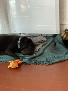 Photo de galerie - Garde de Chien à domicile 