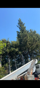 Photo de galerie - Taille de cyprès 