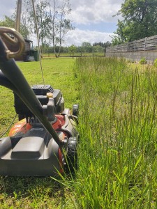 Photo de galerie - Tonte de pelouse - Débroussaillage