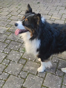 Photo de galerie - Cette boule de poils s'appelle Hutch ! C'était mon chien,comme mon fils,mais il nous a malheureusement quitté.